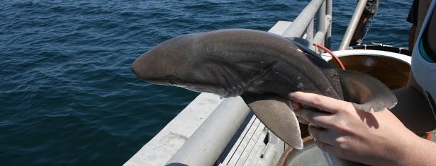 Student Shark Research at Millersville